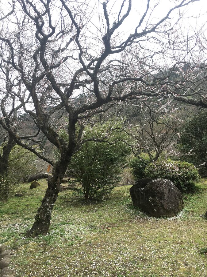 Plum trees in bloom at Atami Plum Garden