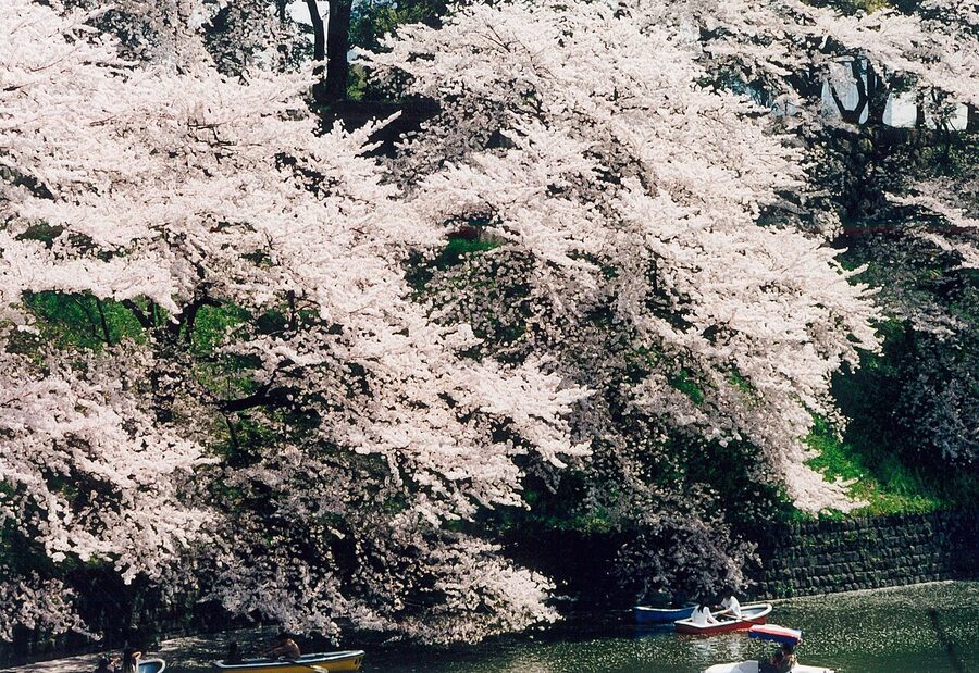 Rowing boats under cherry blossoms at Chidorigafuchi moat, Tokyo