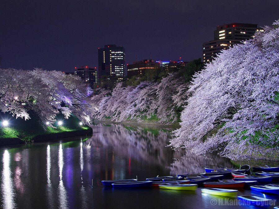 Night cherry blossoms lit up over Chidorigafuchi moat Tokyo