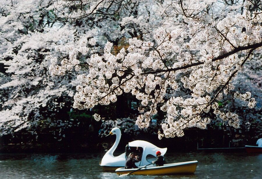 Cherry blossoms reflected in pond at Inokashira Park Tokyo with rowboat