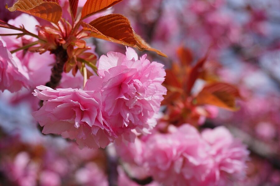 Kanzan pink double-petal cherry blossoms