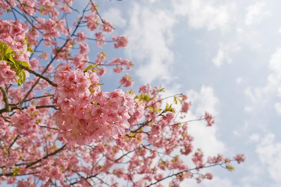 Bright pink kawazu-zakura blossoms, an early blooming cherry variety