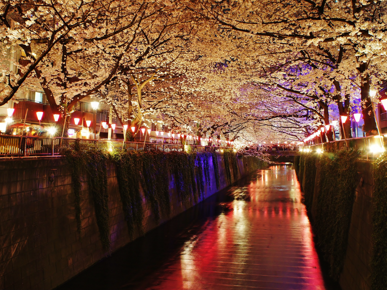 Meguro River illuminated at night with pink paper lanterns during cherry blossom festival