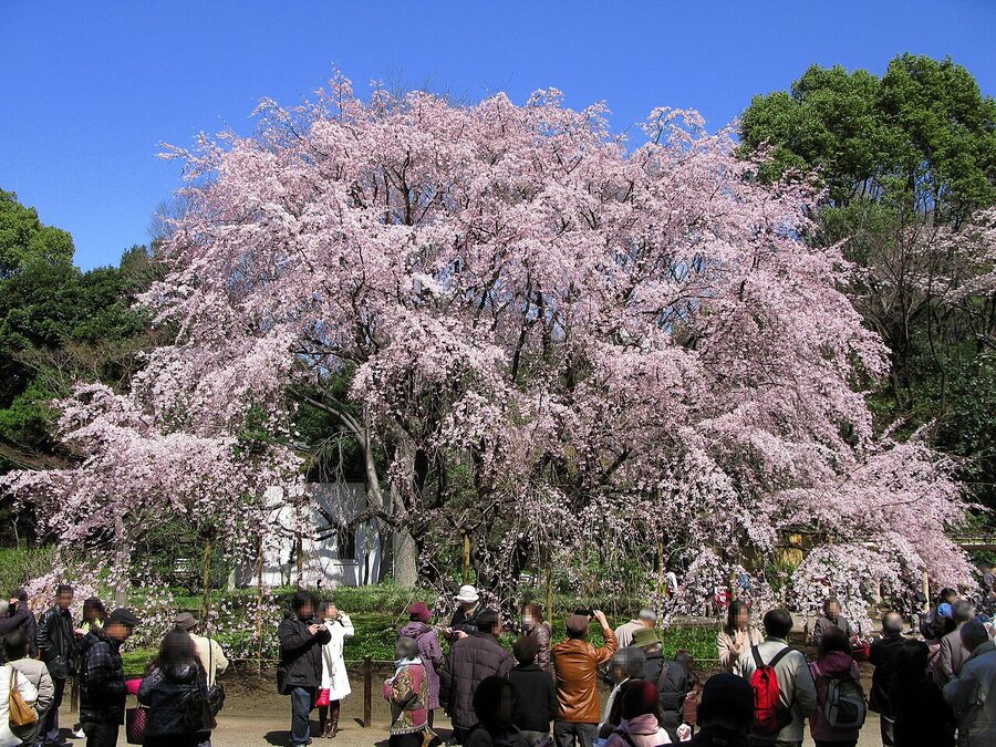 Giant weeping cherry tree shidarezakura at Rikugien Garden Tokyo