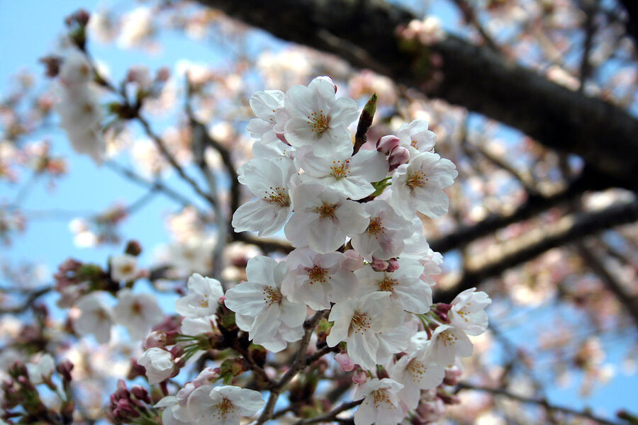 Close-up of pale pink somei-yoshino cherry blossom flowers