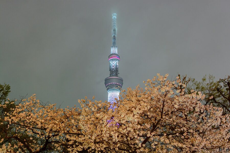 Tokyo Skytree rising behind cherry blossoms along the Sumida River