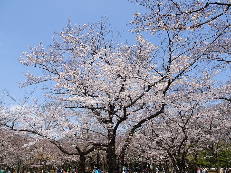 Cherry blossoms in full bloom at Yoyogi Park Tokyo with picnic blankets