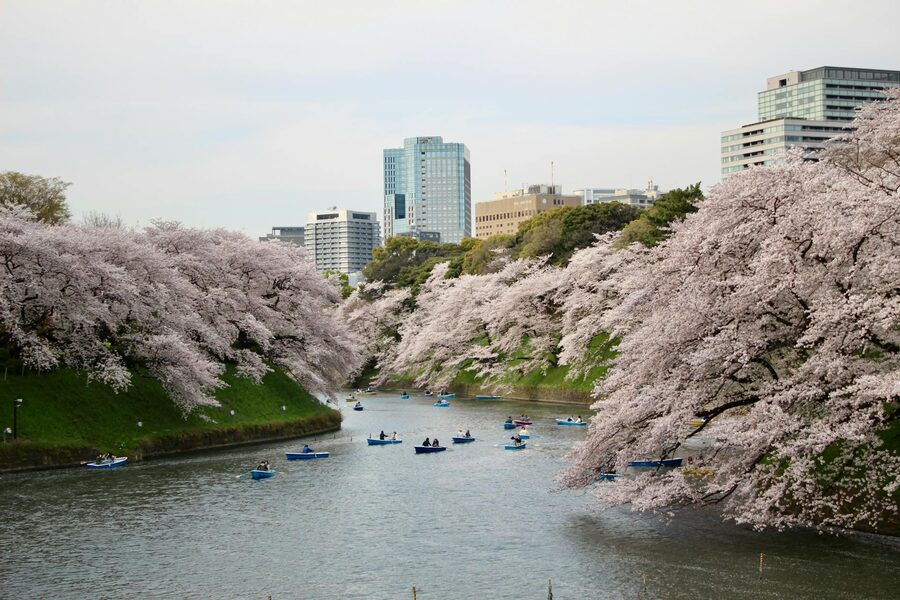 Rowboats on Chidorigafuchi moat under cherry blossoms Tokyo