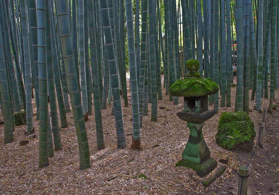 Bamboo grove at Hokoku-ji temple in Kamakura