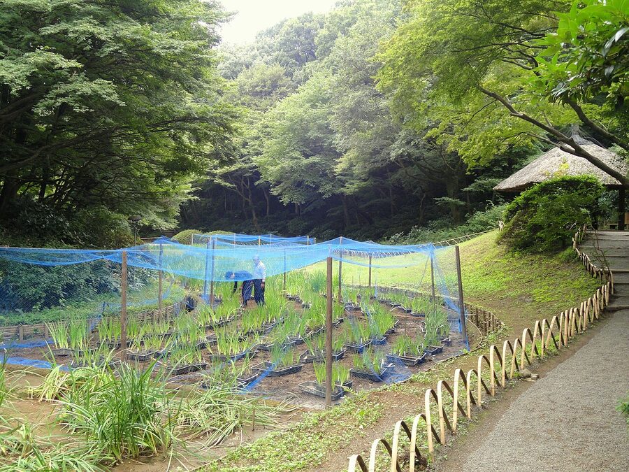Iris garden at Meiji Jingu Gyoen