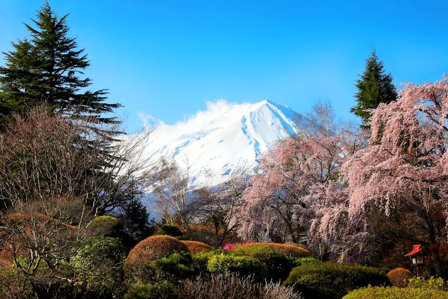 Mount Fuji with cherry blossoms in spring at Fujikawaguchiko