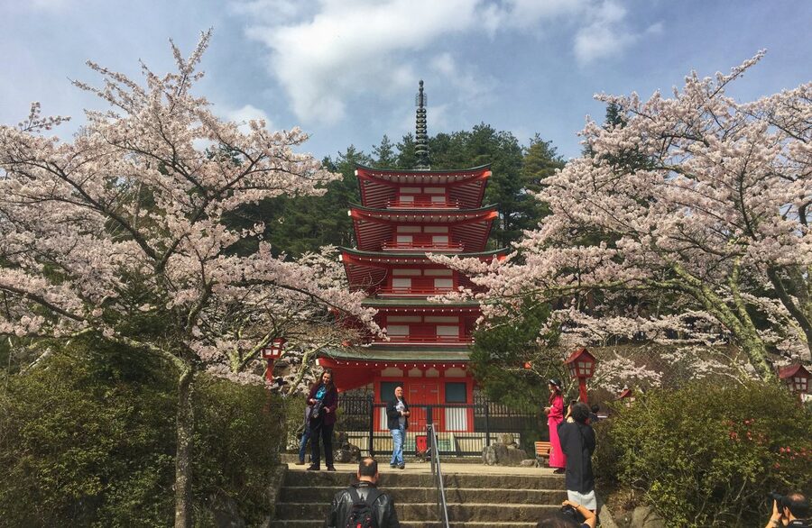Chureito Pagoda with Mount Fuji and cherry blossoms