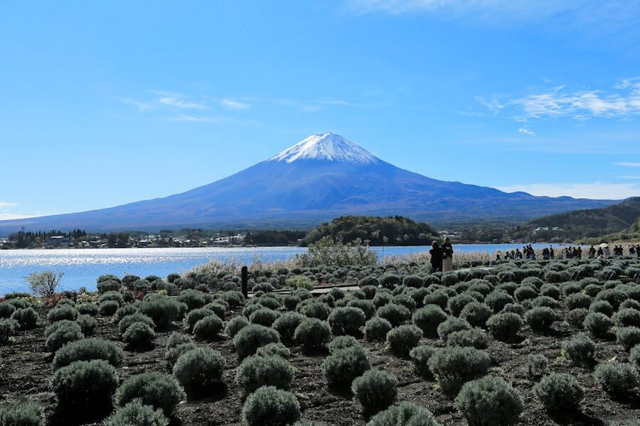 Mount Fuji from lavender fields near Lake Kawaguchi