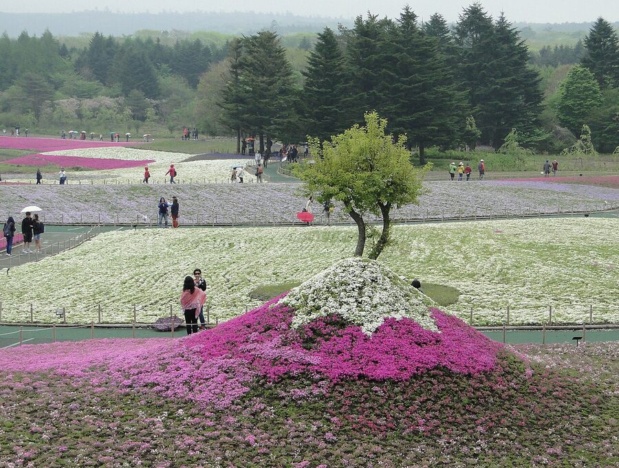Fuji Shibazakura Festival pink moss phlox carpet with Mount Fuji