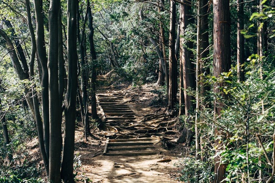 Forest pathway on Mount Takao with tall cedar trees