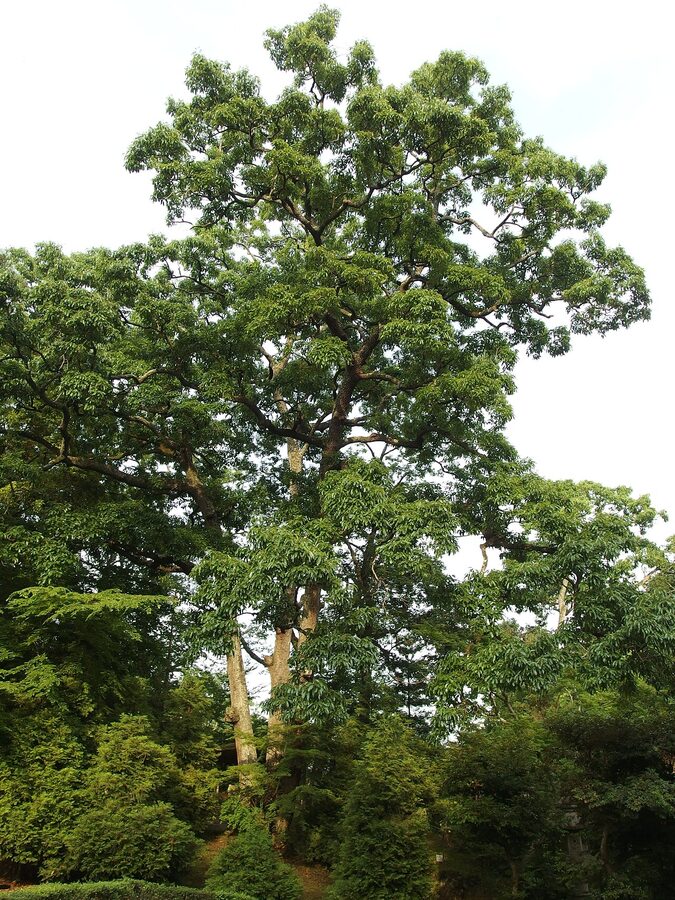 Temple grounds at Naritasan Shinshoji on a typical weekday