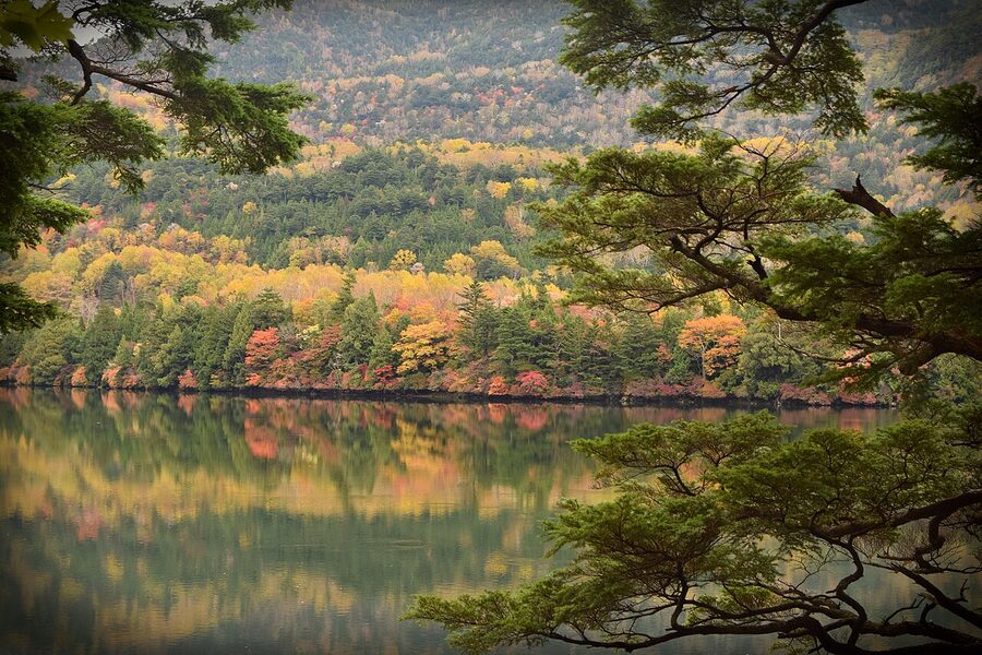 Autumn colour in Nikko forest