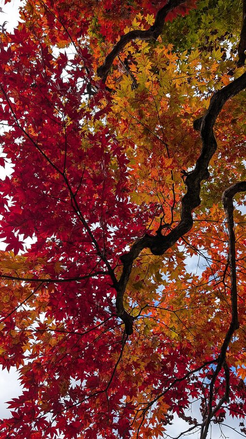 Shoyoen garden in autumn colour at Rinnoji Nikko