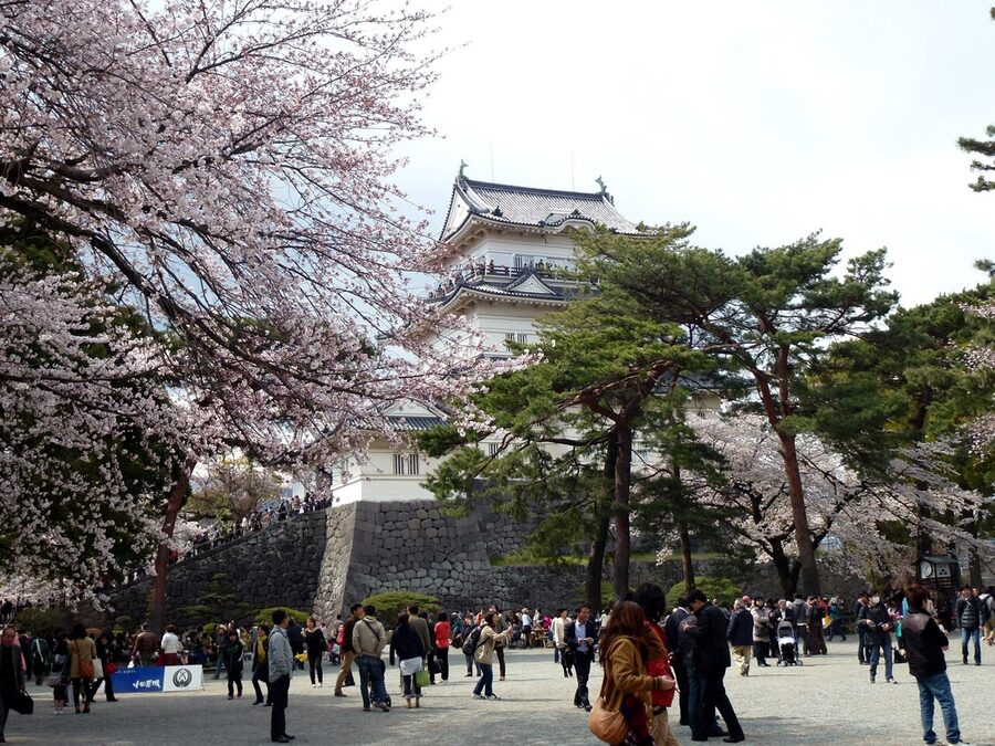 Cherry blossoms in full bloom at Odawara Castle Park