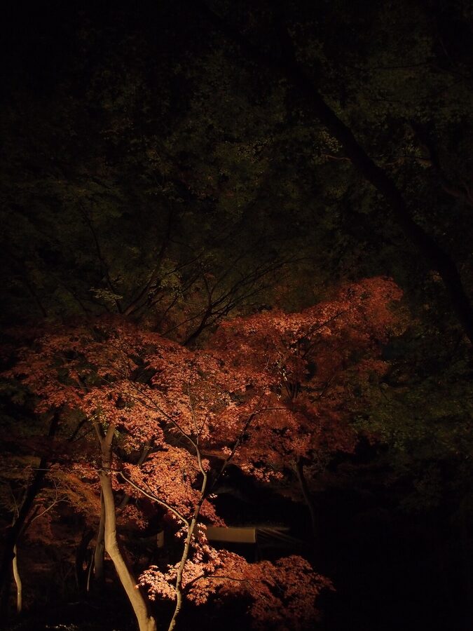 Autumn leaves lit up at night over Rikugien central pond, Tokyo