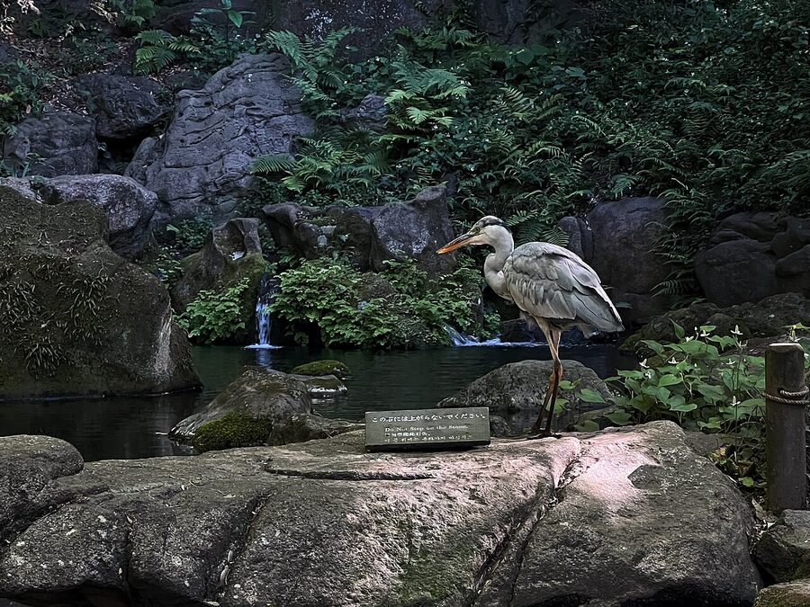 Grey heron standing on rock beside pond at Rikugien Garden, Tokyo