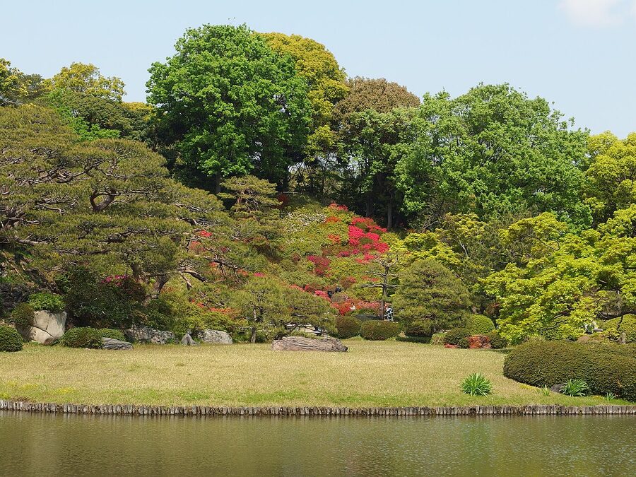 Weeping cherry tree (shidarezakura) in full bloom at Rikugien Garden, Tokyo