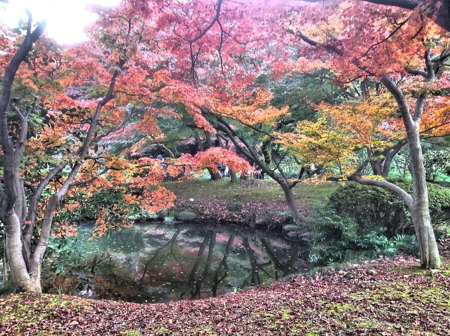 Red autumn maple leaves at Shinjuku Gyoen