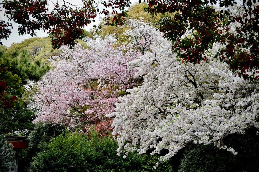 Cherry blossoms in full bloom at Shinjuku Gyoen, Tokyo