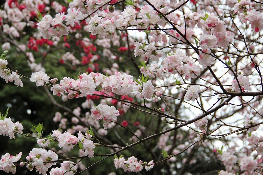 Pink cherry blossoms at Shinjuku Gyoen