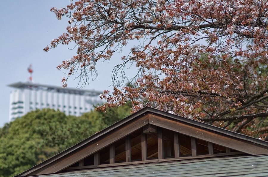 Cherry blossom trees in bloom at Shinjuku Gyoen garden