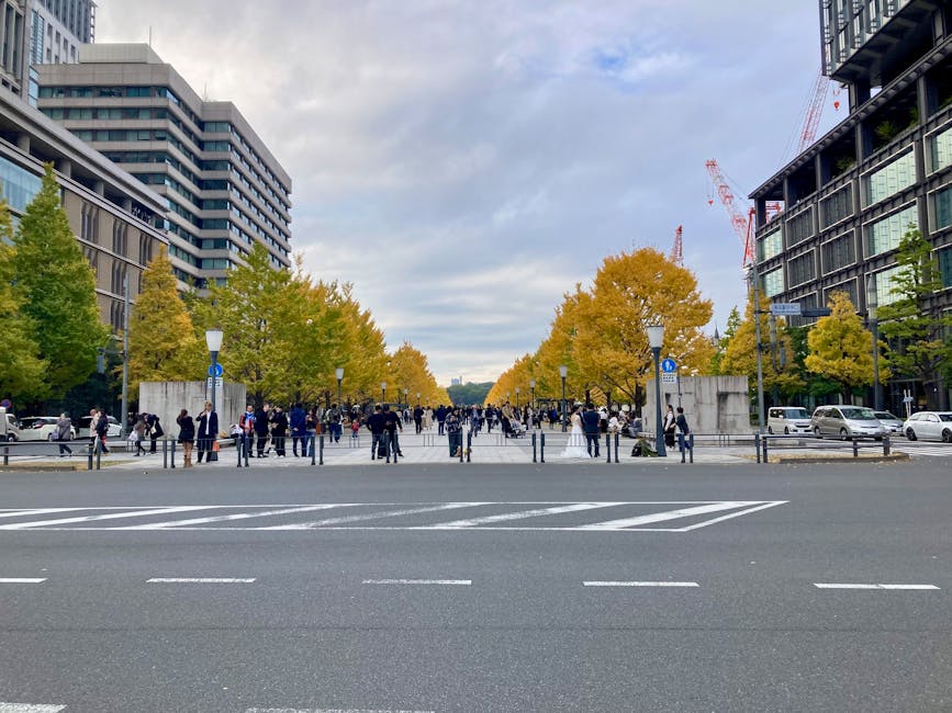 Yellow ginkgo trees lining a Marunouchi street in November