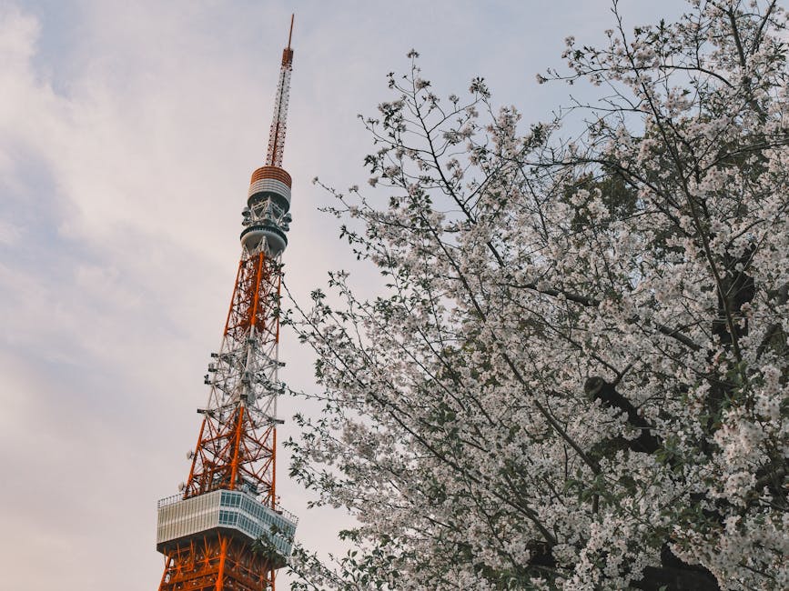 Tokyo Tower rising behind cherry blossoms in bloom