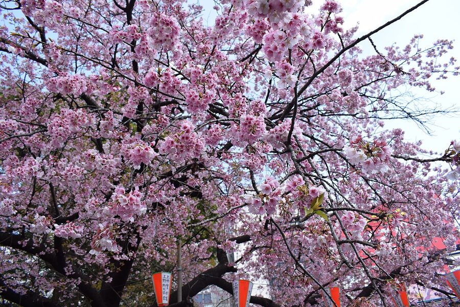 Crowds under 1200 cherry trees on the main hanami avenue of Ueno Park, Tokyo