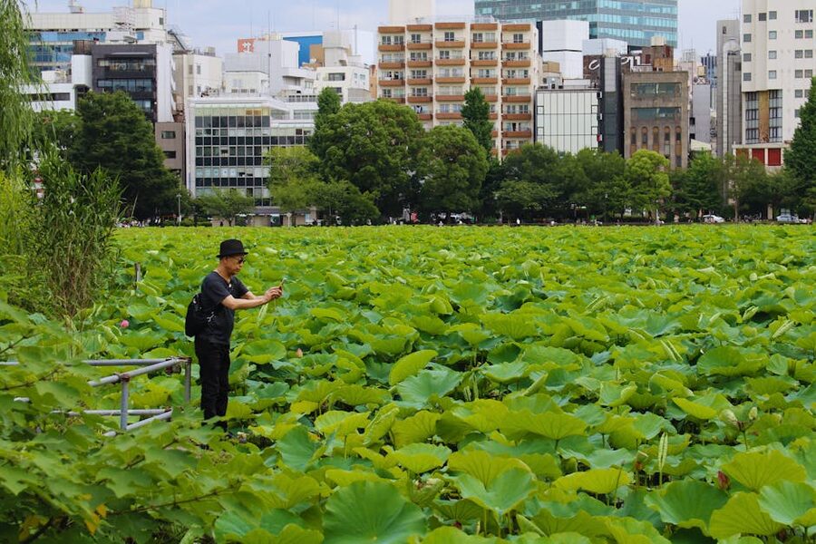 Photographer shooting the lotus field on Shinobazu Pond, Ueno Park, with Tokyo cityscape behind