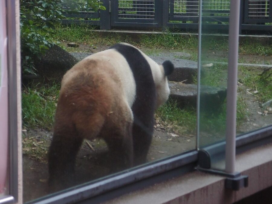 A giant panda eating bamboo at Ueno Zoo, Tokyo