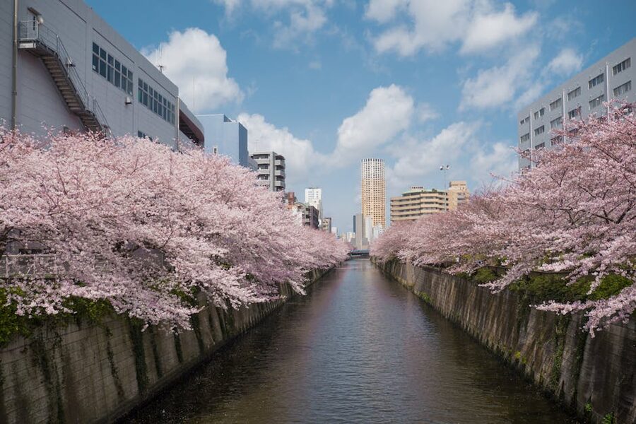 Cherry blossom trees along the Meguro River in Tokyo