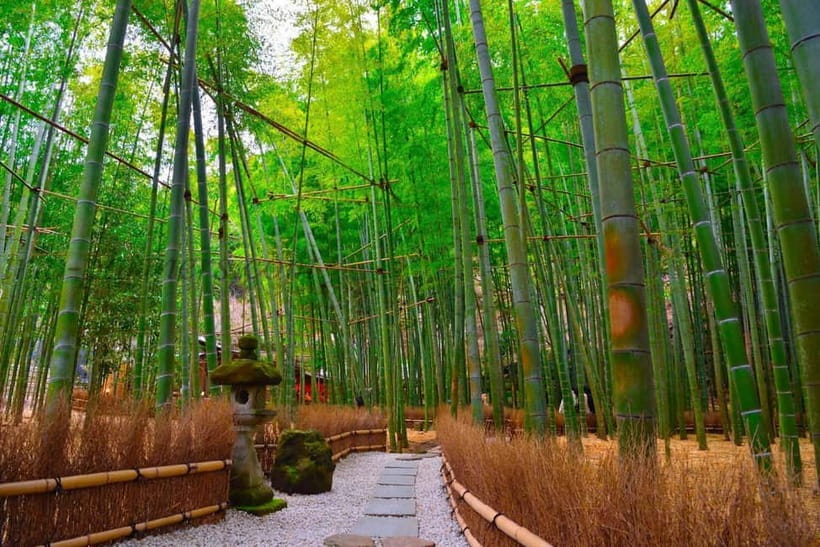 1-Day trip: Kamakura City (Enoshima/Shonan/Beach) - Jogashima Prefectural Park as a wider coastal option