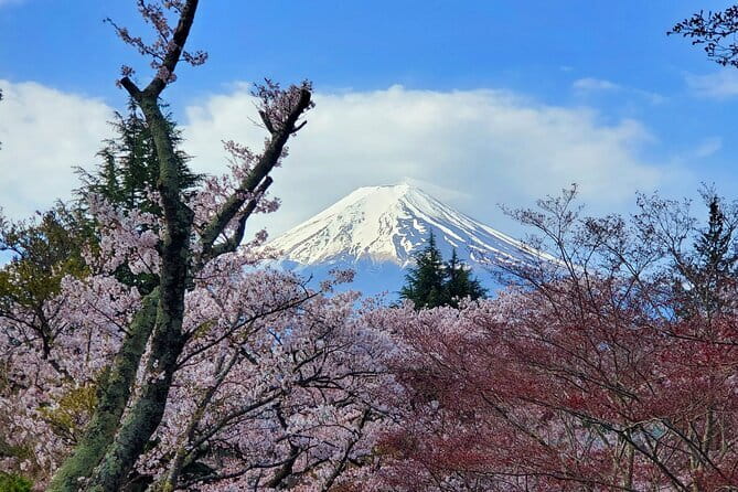 3 Days Tokyo, Mt. Fuji and Hakone Private Tour from Tokyo - Why private transport matters in Tokyo and beyond