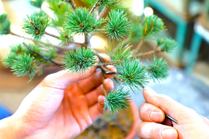 Bonsai Tour & Experience at the Most Sacred City for Bonsai in JP - Why Bonsai-cho makes a better setting than a standard Tokyo class