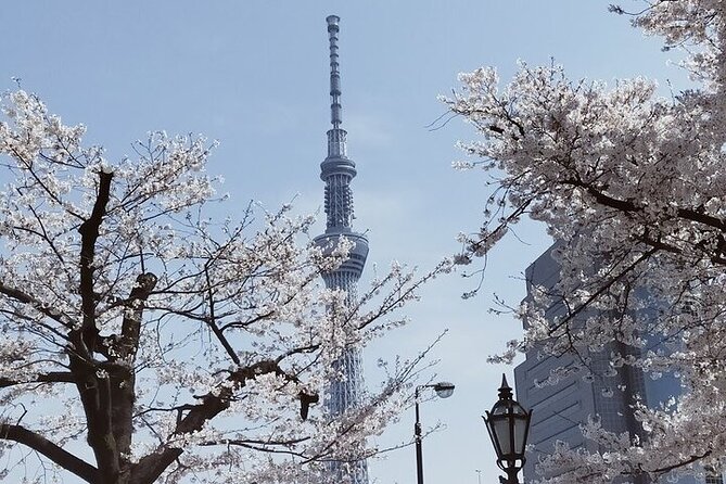 Cherry Blossom Highlights, Asakusa, Ueno, Imperial Palace Garden - A private cherry-blossom route across old and modern Tokyo