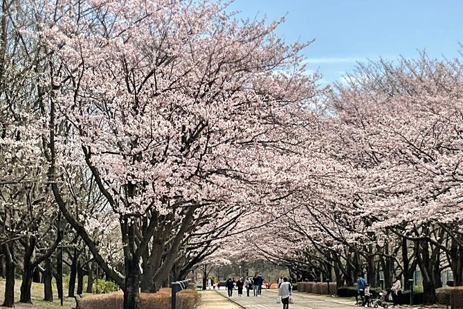Cherry Blossom Highlights, Asakusa, Ueno, Imperial Palace Garden - The East Gardens of the Imperial Palace and Edo Castle ruins