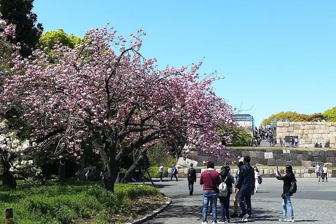 Cherry Blossom Highlights, Asakusa, Ueno, Imperial Palace Garden - Senso-ji and the Nakamise approach