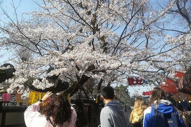 Cherry Blossom Highlights, Asakusa, Ueno, Imperial Palace Garden - Ueno Park, a classic blossom-viewing stop