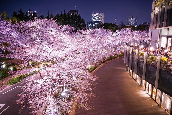 Cherry Blossom Private Tour - Why a private cherry-blossom drive helps in Tokyo
