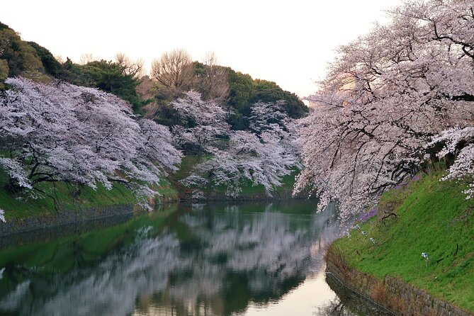 Cherry Blossom Private Tour - Akasaka offers a quieter photo stop