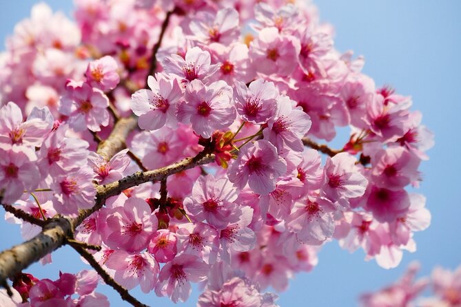 Cherry Blossom Private Tour - Roppongi’s hill adds a different view