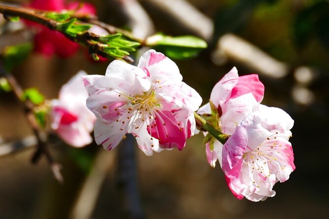 Cherry Blossom Private Tour - What happens when the blossoms are early or late