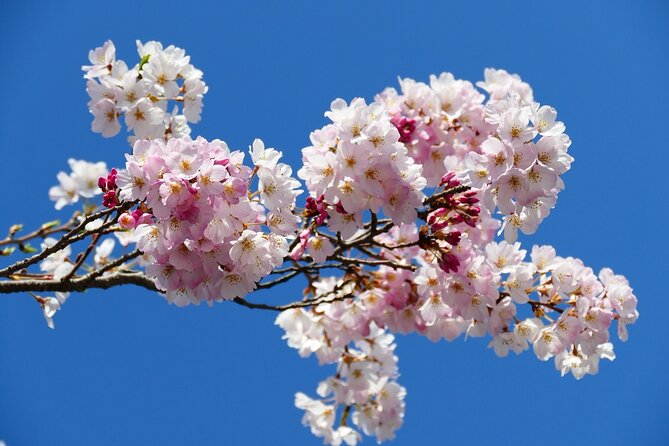 Cherry Blossom Private Tour - Snacks, water, and vehicle comfort