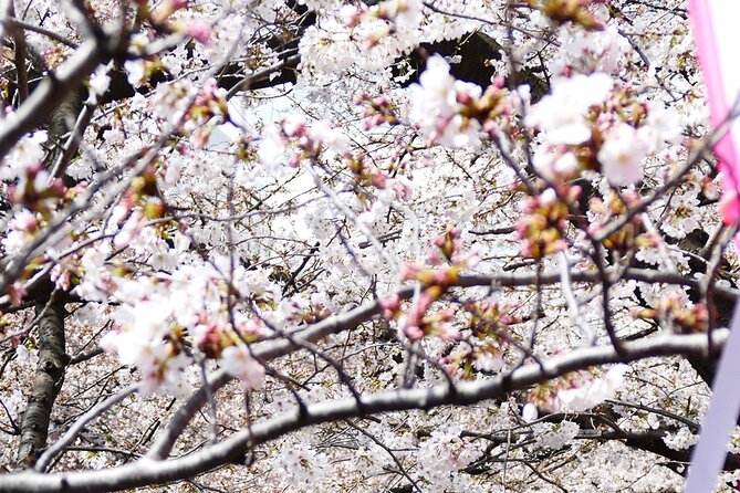 Cherry Blossom Private Tour