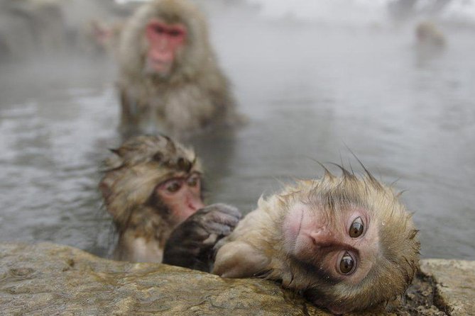Day Trip to See the Snow Monkeys from Shinjuku with Lunch Buffet - Key points to know before you book